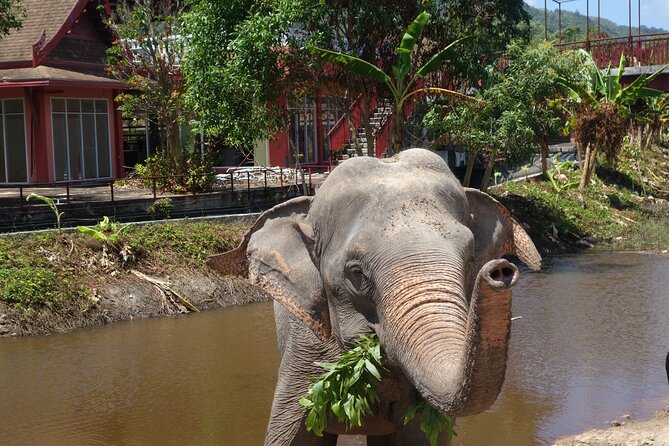 Phuket: Elephant Nature Walk - Guided Tour with Transport - Freedom Elephant Reserve Phuket, and what makes this walk feel different