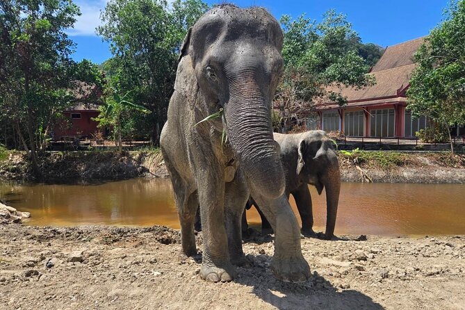 Phuket: Elephant Nature Walk - Guided Tour with Transport - Walking with the elephants to the mud spa: don’t skip the slow moments