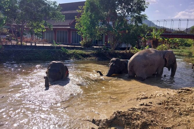 Phuket: Elephant Nature Walk - Guided Tour with Transport - Transport and timing in Phuket: getting there without stress