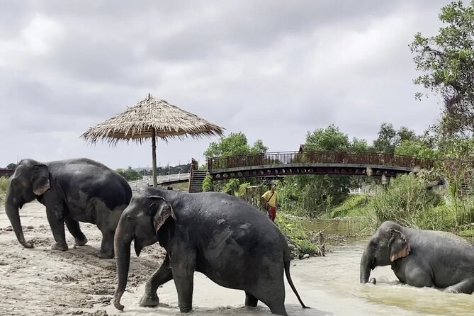 Phuket: Elephant Nature Walk - Guided Tour with Transport - Price and value: what you’re paying for at $52.15