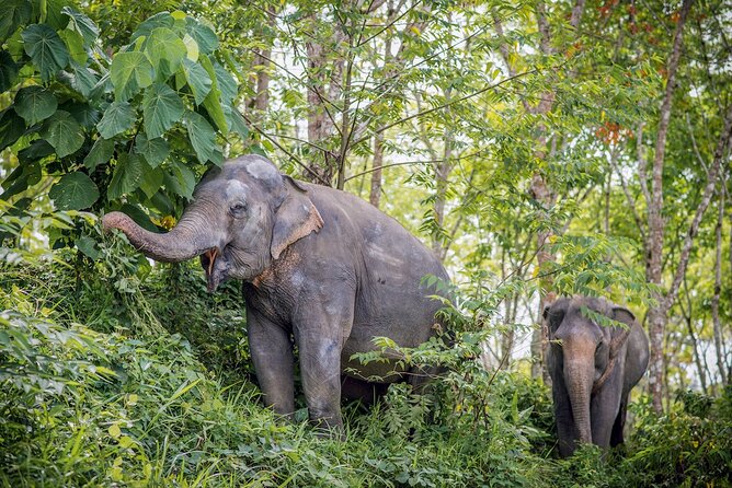 Phuket Elephant Sanctuary Canopy Walkway Tour - The Real Hook: A Canopy Walk, Not a Circus
