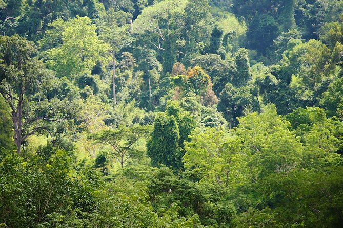 Phuket Elephant Sanctuary Canopy Walkway Tour - Canopy Walk Reality Checks: Timing, Shade, and Comfort