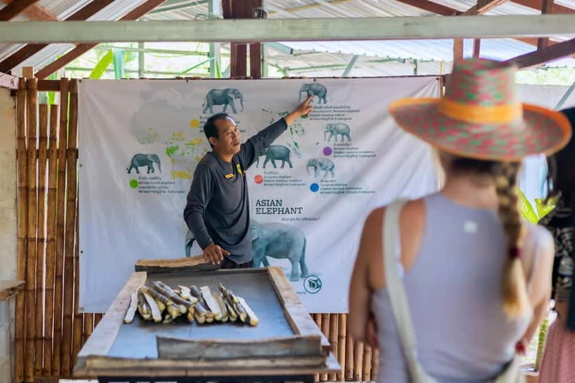 Phuket: Elephant Sanctuary Feed and Bathe Gentle Giants - Key Highlights You’ll Actually Care About