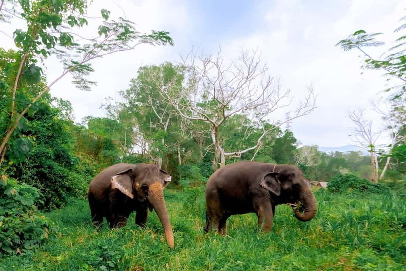 Phuket: Elephant Sanctuary Feed and Bathe Gentle Giants - Arriving and Meeting Rescued Elephants by Name