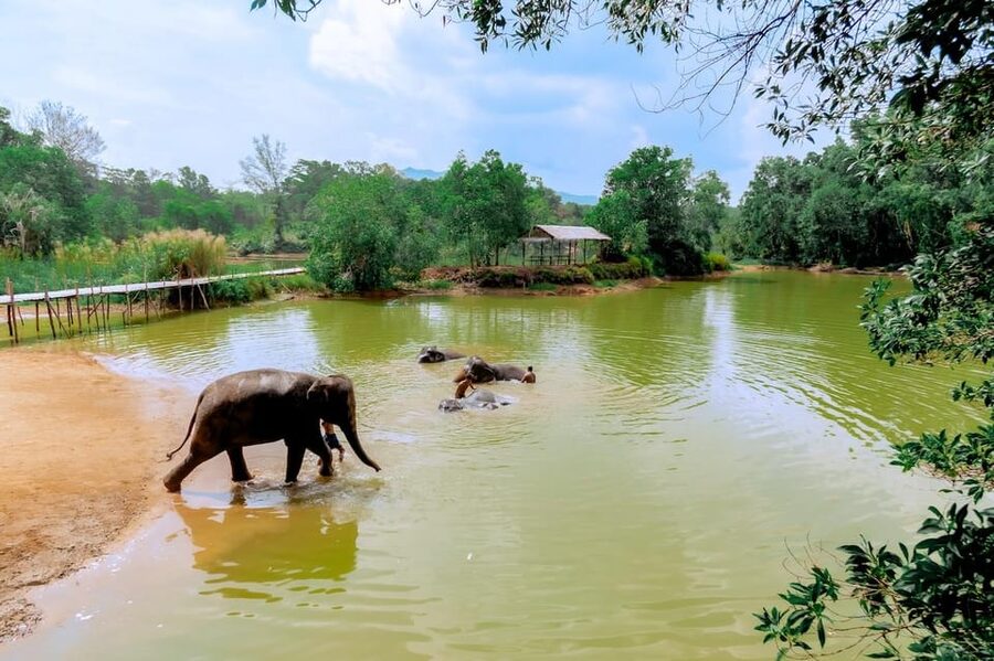 Phuket: Elephant Sanctuary Feed and Bathe Gentle Giants - Rolling Up Your Sleeves: Feeding a Nutritious Basket