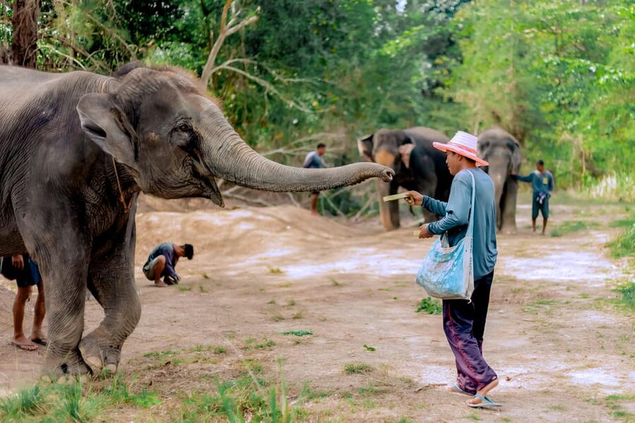 Phuket: Elephant Sanctuary Feed and Bathe Gentle Giants - River Bathing: Watching Gentle Giants Splash and Care for Themselves