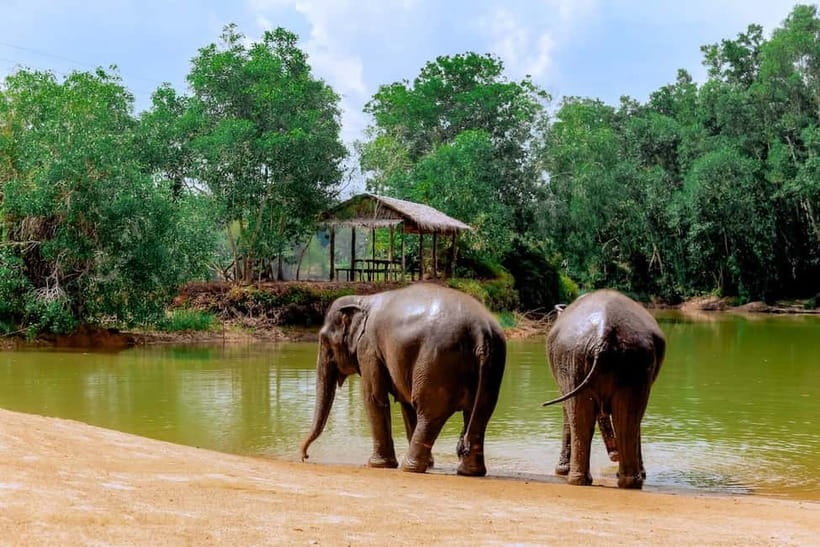 Phuket: Elephant Sanctuary Feed and Bathe Gentle Giants - What to Pack for This Elephant Feed and Bathe Day