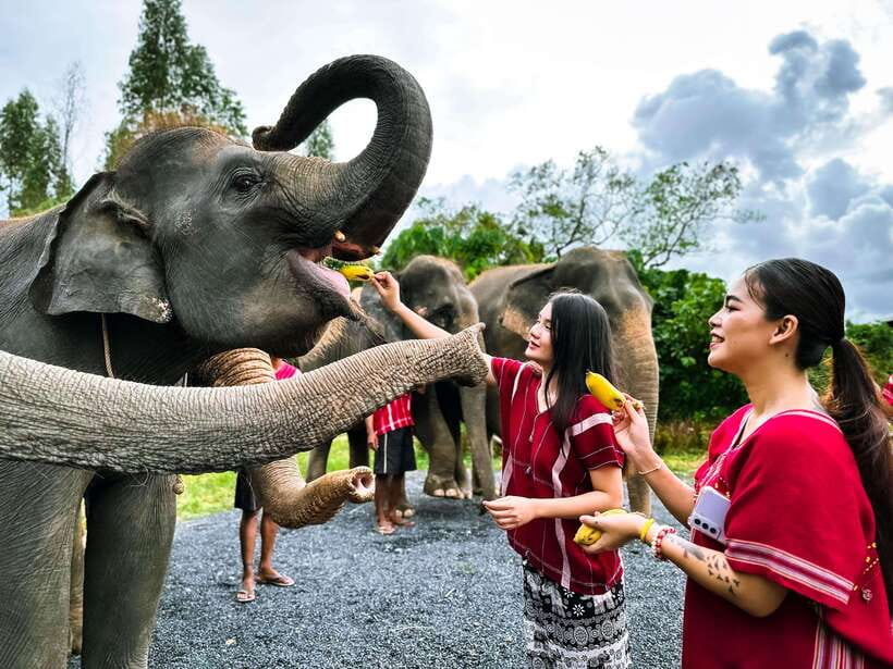 Phuket : Experience feeding and bathing elephants 1.5 Hrs. - Price and what you get for $48, plus where extra costs can sneak in