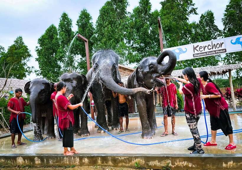 Phuket : Experience feeding and bathing elephants 1.5 Hrs. - Feeding baby elephants and vitamins: the moment most people remember
