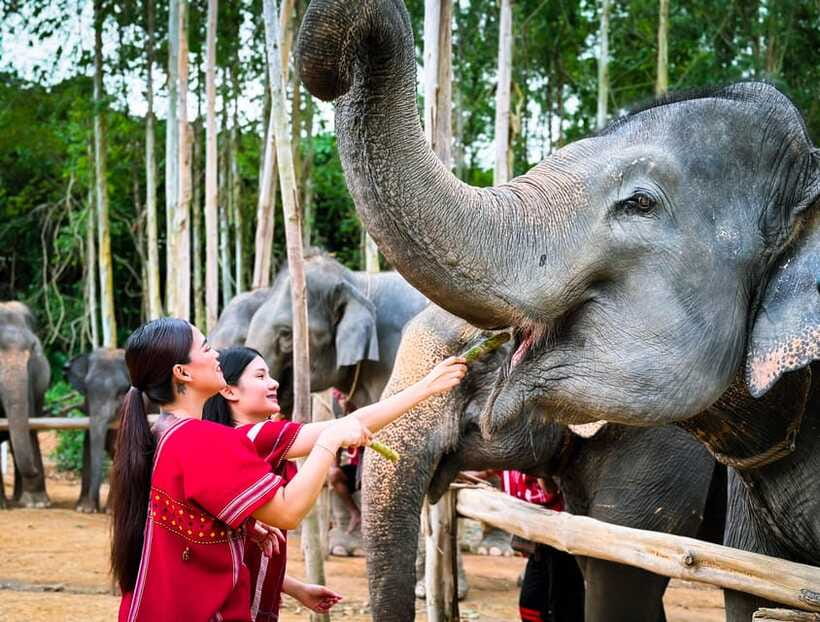 Phuket : Experience feeding and bathing elephants 1.5 Hrs. - Bathing and playing in the water: how the water fight works