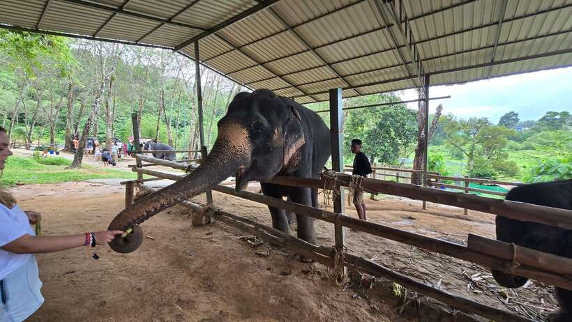 Phuket: Feeding Elephants at Phuket Elephant Care - Key things to know before you go