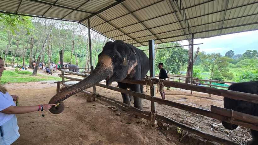 Phuket: Feeding Elephants at Phuket Elephant Care - Price and value, $41 for a guided sanctuary highlight