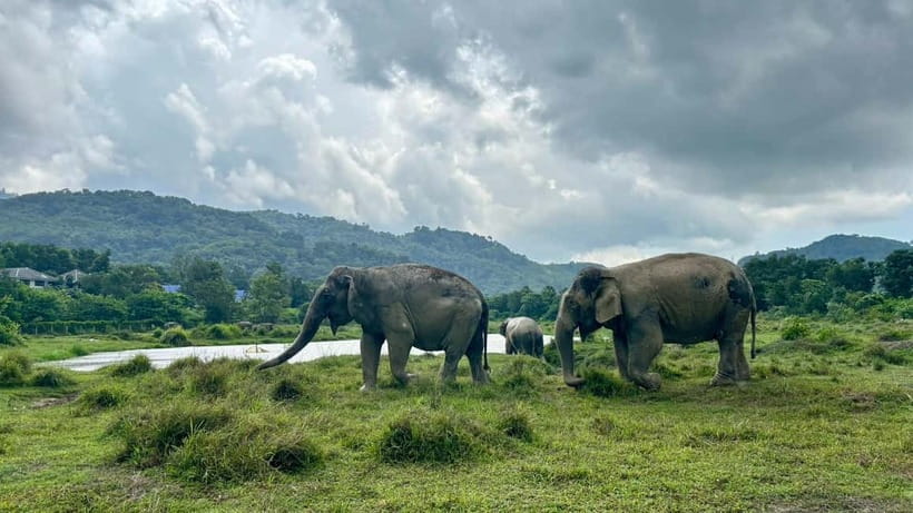 Phuket: Freedom Elephant Reserve - Ethereal Nature Walk - The 90-minute flow, from van ride to last goodbye photos