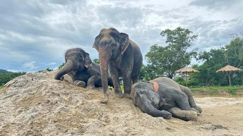 Phuket: Freedom Elephant Reserve - Ethereal Nature Walk - Calling the herd over, watching elephants choose proximity
