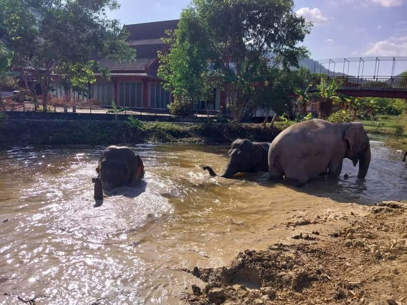 Phuket: Freedom Elephant Reserve - Ethereal Nature Walk - The sand pile and why elephants love shifting surfaces