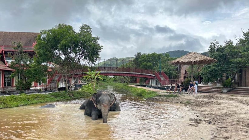 Phuket: Freedom Elephant Reserve - Ethereal Nature Walk - Deep pool cool-down, what “submerge” looks like up close