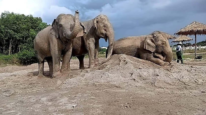 Phuket: Freedom Elephant Reserve - Ethereal Nature Walk - Value and price: what you get for about $51