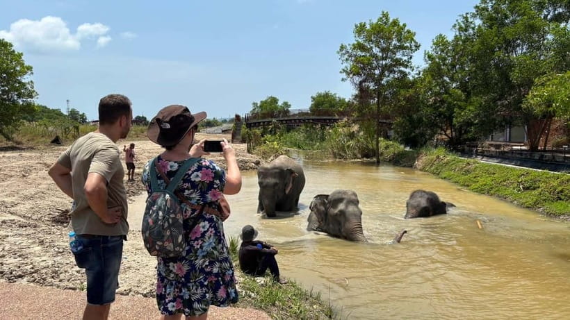 Phuket: Freedom Elephant Reserve - Ethereal Nature Walk - Mud spa experience, why you should pay attention to trunks and timing