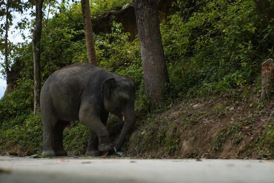 Phuket: Guide Tour to Patong Elephant Sanctuary - Walking the Forest With Elephants, Not Just Around Them