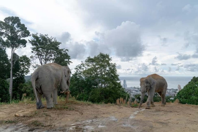 Phuket: Guide Tour to Patong Elephant Sanctuary - Timing and Transfers: Don’t Let the 1-Hour Label Fool You