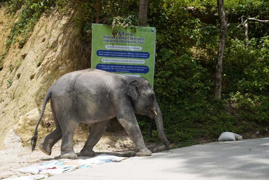 Phuket: Guide Tour to Patong Elephant Sanctuary - Hill Tribe Elephant Village: Meeting the People Behind the Care