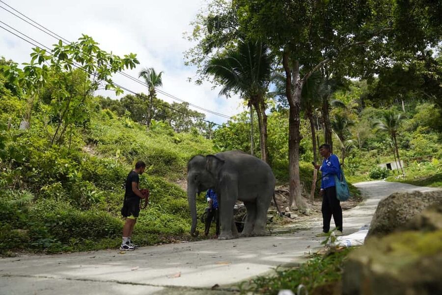 Phuket: Guided Tour to Elephant Sanctuary & Hotel Transfer - Patong Hill Tribe Elephant Village, The Guided Session That Starts with Rice Balls