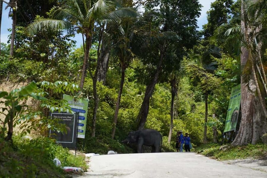 Phuket: Guided Tour to Elephant Sanctuary & Hotel Transfer - Photos, Snacks, and Staying Comfortable in Phuket Heat
