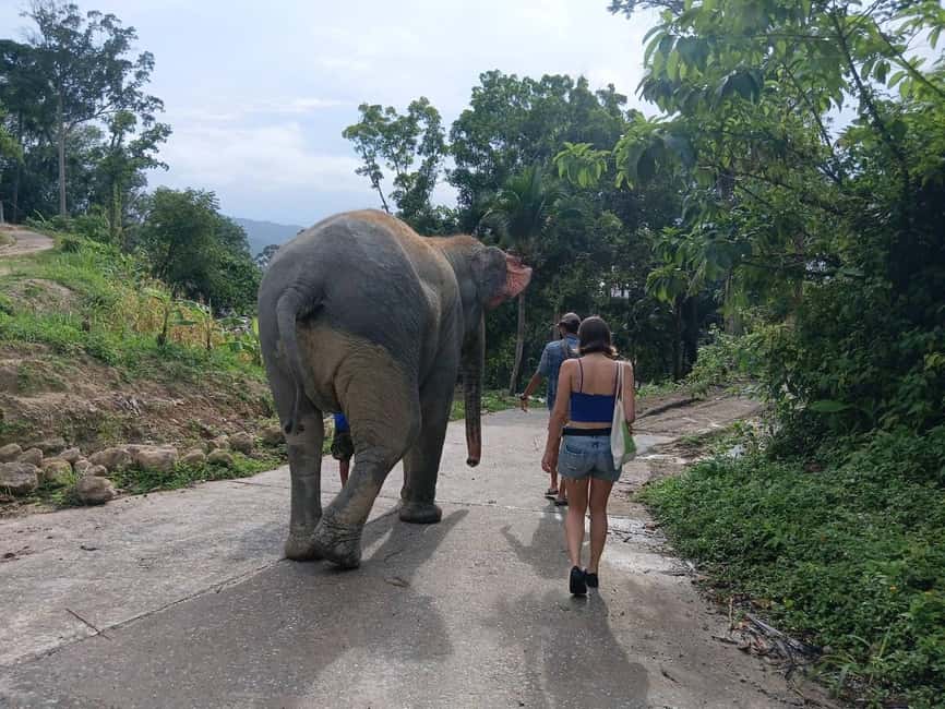Phuket: Guided Tour to Elephant Sanctuary & Hotel Transfer - Timing and the 45-Minute Confusion You Should Plan Around
