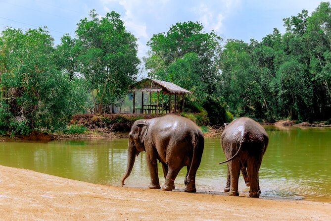 Phuket Guided Tour to Elephant Sanctuary with Hotel Transfers - Group size, timing, and how long it really takes