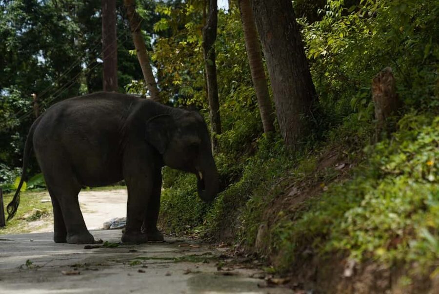 Phuket : Guided Tour to Elephant Sanctuary with Transfers - Transfers, morning vs afternoon, and when to go