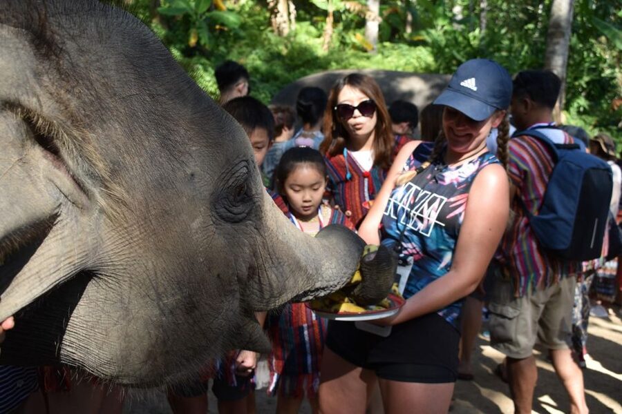 Phuket: Half Day or 2-Hour Ethical Elephant Care Sanctuary - Key takeaways before you go