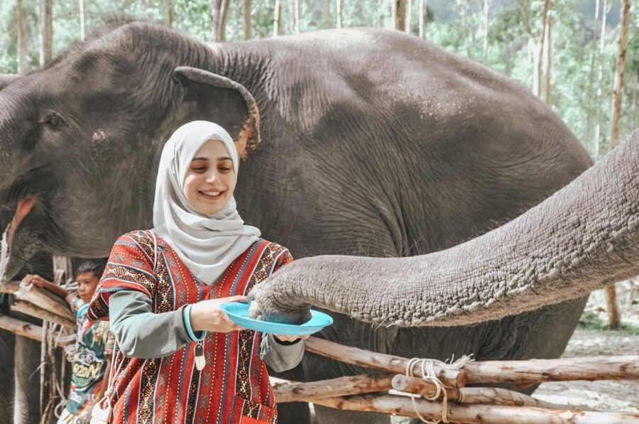 Phuket: Half Day or 2-Hour Ethical Elephant Care Sanctuary - What to bring, what not to bring, and who should skip