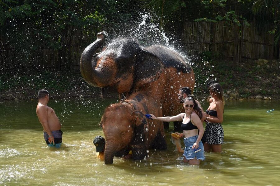 Phuket: Half Day or 2-Hour Ethical Elephant Care Sanctuary - Hotel pickup and timing: shared transfers can add up