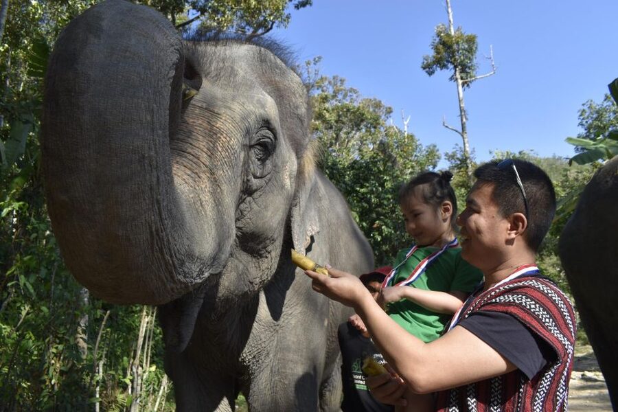 Phuket: Half Day or 2-Hour Ethical Elephant Care Sanctuary - Making elephant food: hands-on prep that teaches behavior