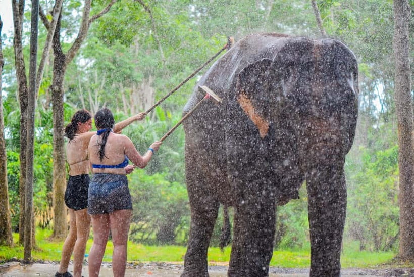 Phuket: Happy Hour Feed and Rain Shower with Elephant - Key Things to Know Before You Go