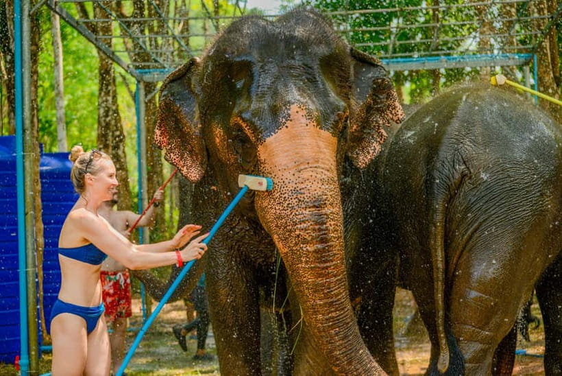 Phuket: Happy Hour Feed and Rain Shower with Elephant - Price and Logistics: The Real Cost Picture for You