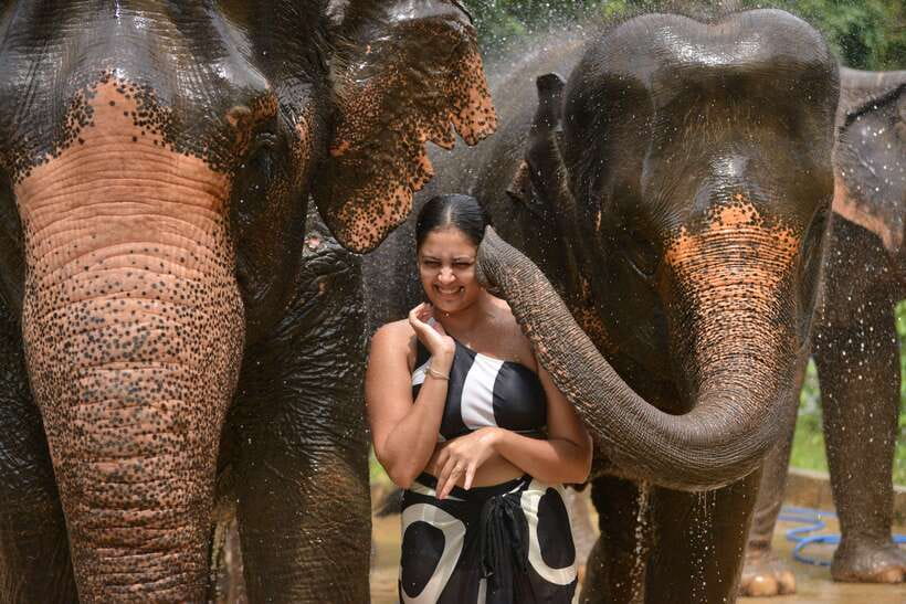 Phuket: Happy Hour Feed and Rain Shower with Elephant - Should You Book This Elephant Happy Hour at Lily Elephant Camp?