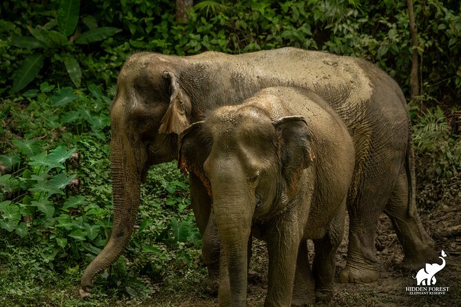 Phuket: Hidden Forest Elephant Reserve Guided Tour with Lunch - Key Highlights Worth Marking