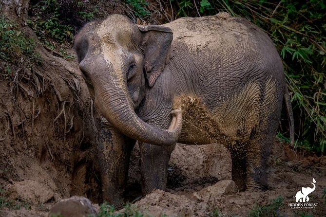 Phuket: Hidden Forest Elephant Reserve Guided Tour with Lunch - The Sanctuary Welcome, Refreshments, and Intro Video