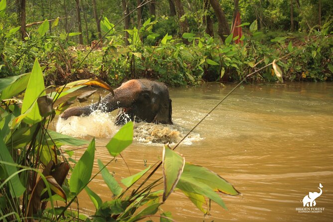 Phuket: Hidden Forest Elephant Reserve Guided Tour with Lunch - Free-Roaming Forest Walks and Bamboo Observation Huts