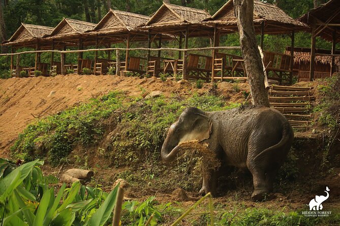 Phuket: Hidden Forest Elephant Reserve Guided Tour with Lunch - Lunch With Elephant Views: Vegetarian Thai Buffet