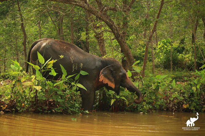 Phuket: Hidden Forest Elephant Reserve Guided Tour with Lunch - Who This Tour Suits Best in Phuket