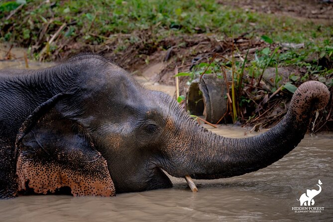 Phuket: Hidden Forest Elephant Reserve Guided Tour with Lunch - Pickup, Timing, and What 3.5 Hours Really Means