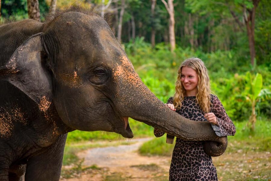 Phuket: Make & Meet The Gentle Giant Experience - Key things to know before you go