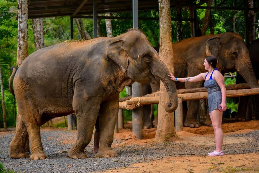 Phuket: Make & Meet The Gentle Giant Experience - Feeding fresh fruit and vitamin balls with a gentle connection