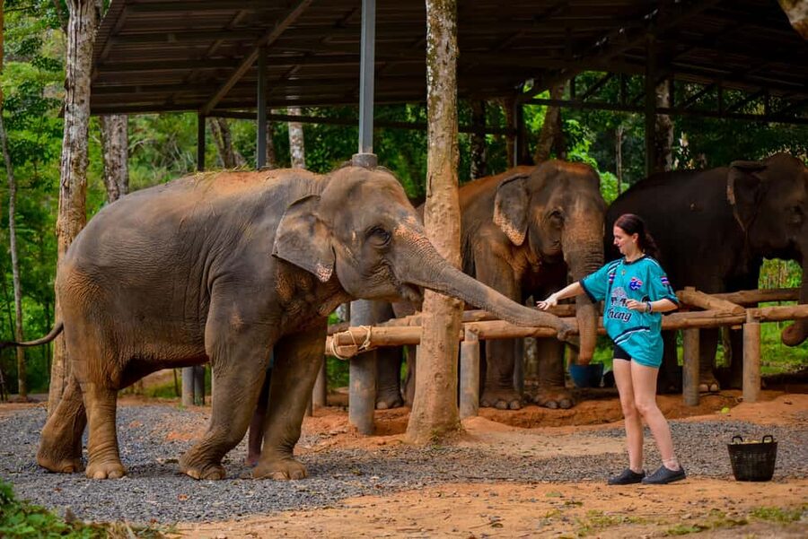 Phuket: Make & Meet The Gentle Giant Experience - What you’ll notice about the staff and language support
