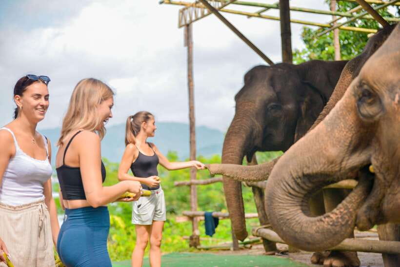 Phuket: Make & Meet The Gentle Giant Experience - Price and value: what $34 buys you in real elephant-care support
