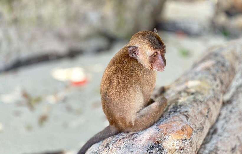 Phuket: Phi Phi Islands and Maya Bay Day Trip with Lunch - Monkey Bay and Khai Islands: Beaches, Fish, and SUP