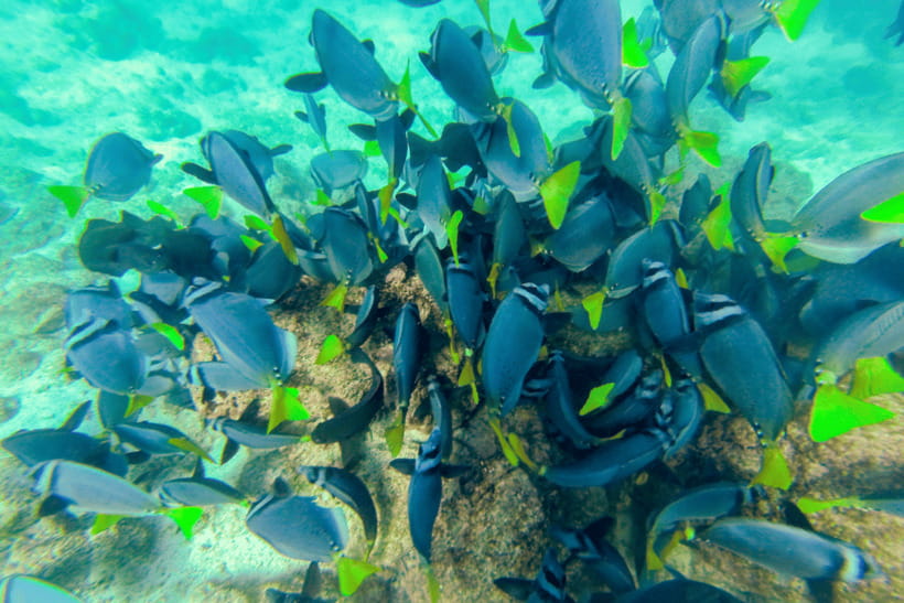 Phuket: Racha and Coral Islands Speedboat Trip with Lunch - Price and Logistics: What You Pay for, and Where Fees Show Up
