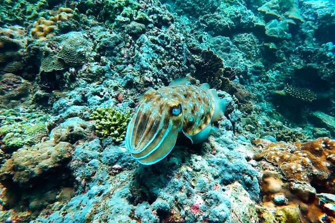 Phuket Scuba Diving: Racha Island Or Maiton Island For All Levels - Ko Mai Thon (Maiton): the calmer water choice for first-timers
